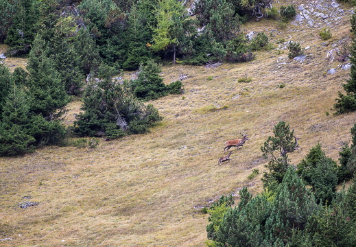 Brame du cerf