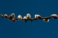 Date: dimanche 20 mars 2011 