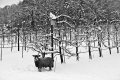 Date: dimanche 28 novembre 2010 