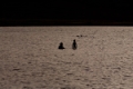 Date: Saturday, August 01, 2009 