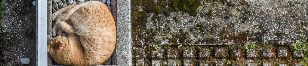 photo_banner
