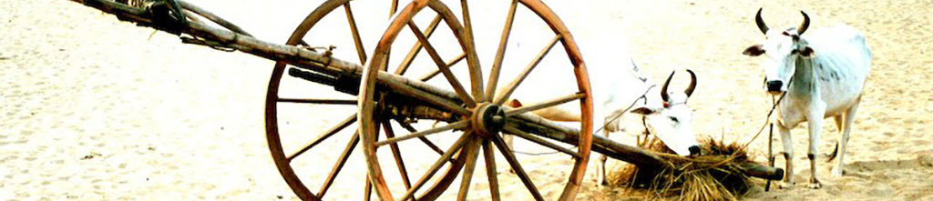 photo_banner