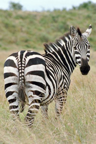 R76