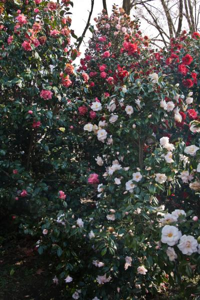 R32