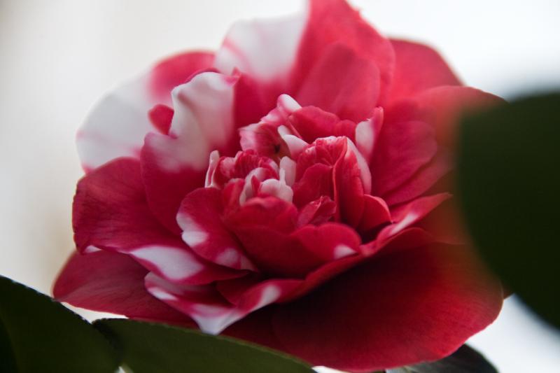 R38