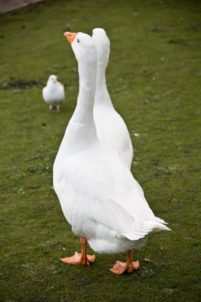 R97