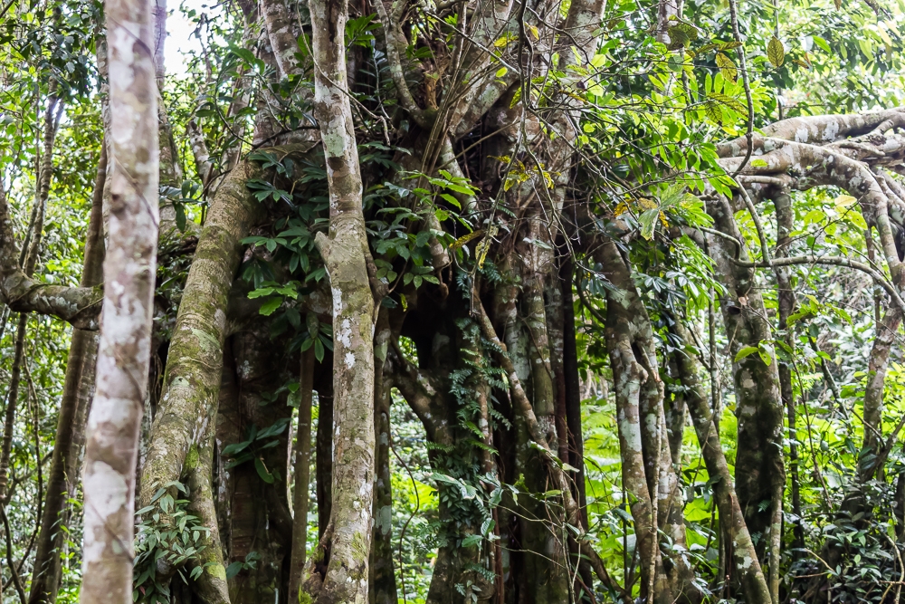 R830