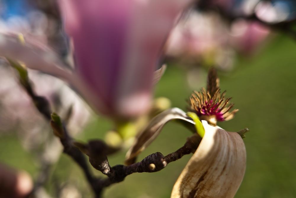 Primavera