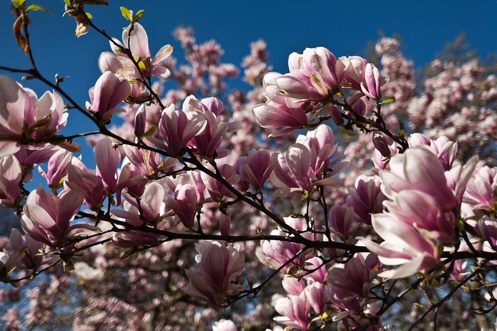 R19