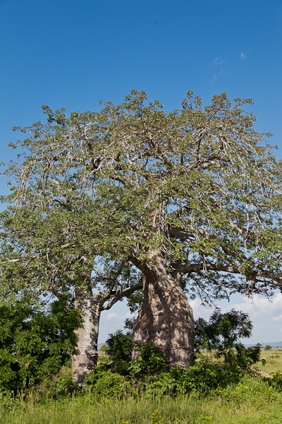 R176