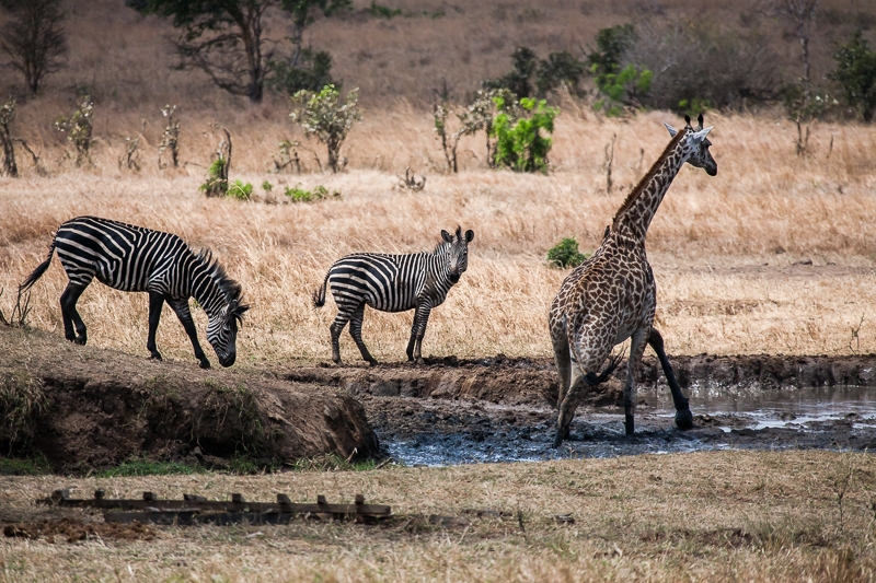 Safari