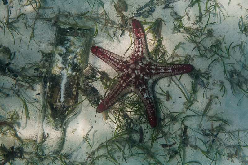 Snorkeling2