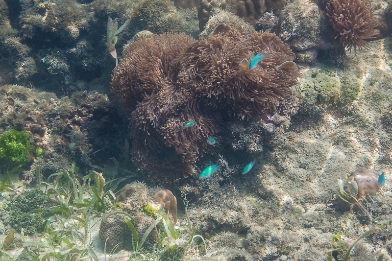 R36