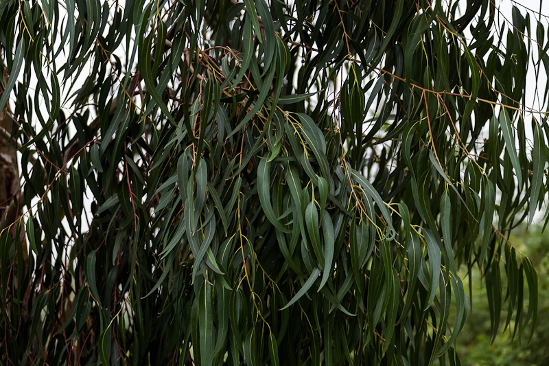 R318