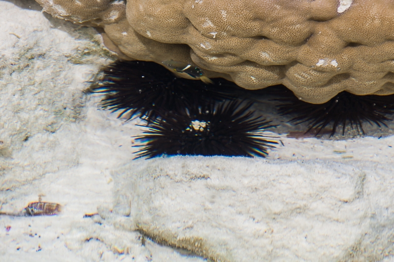 R97