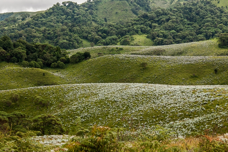 Photoskitulo
