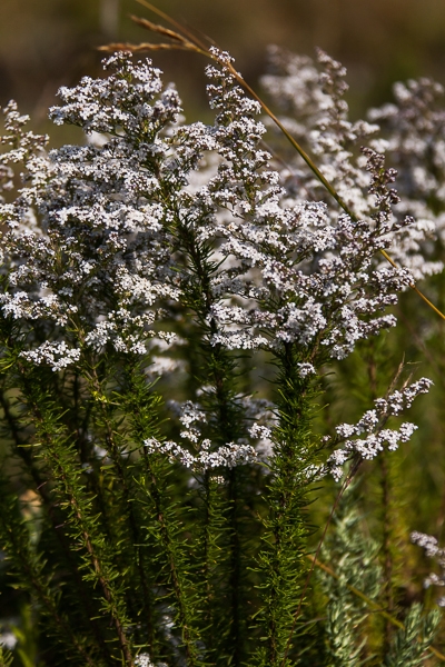 R63
