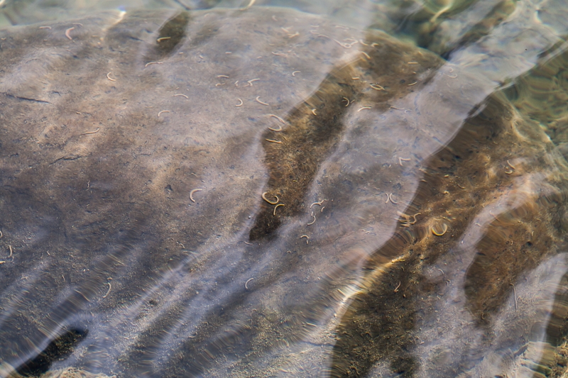 R55