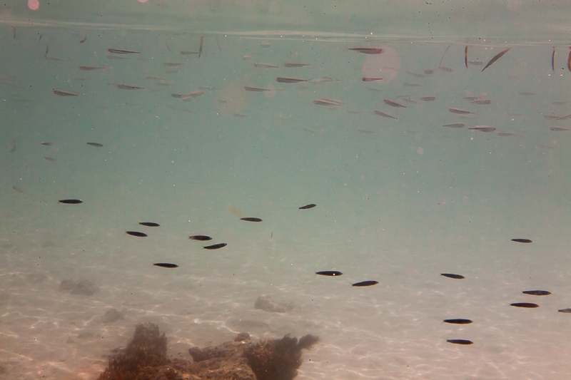 R316