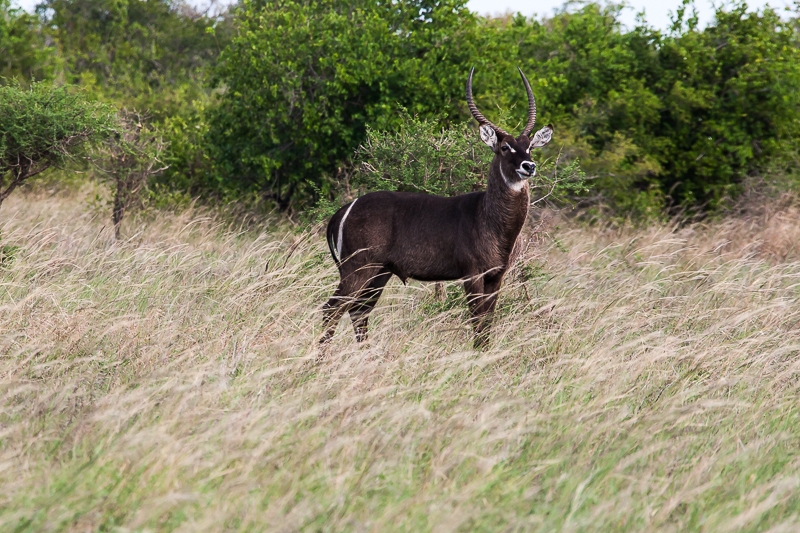 R44