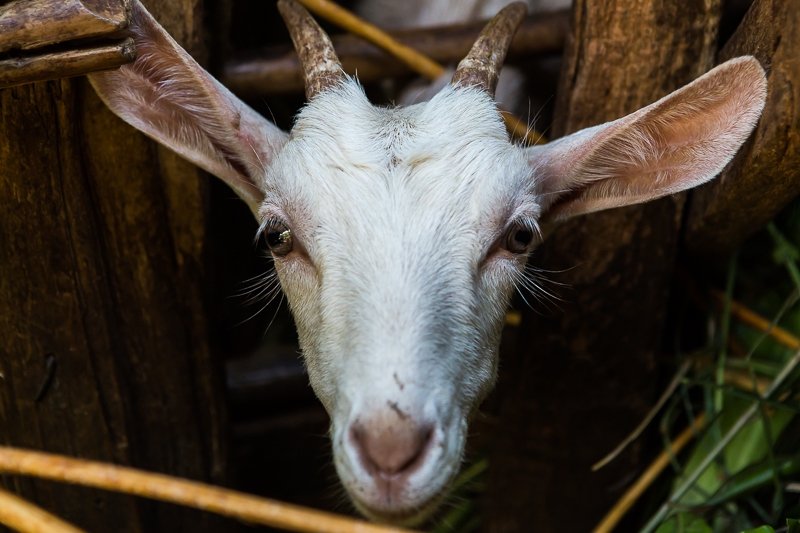 R66