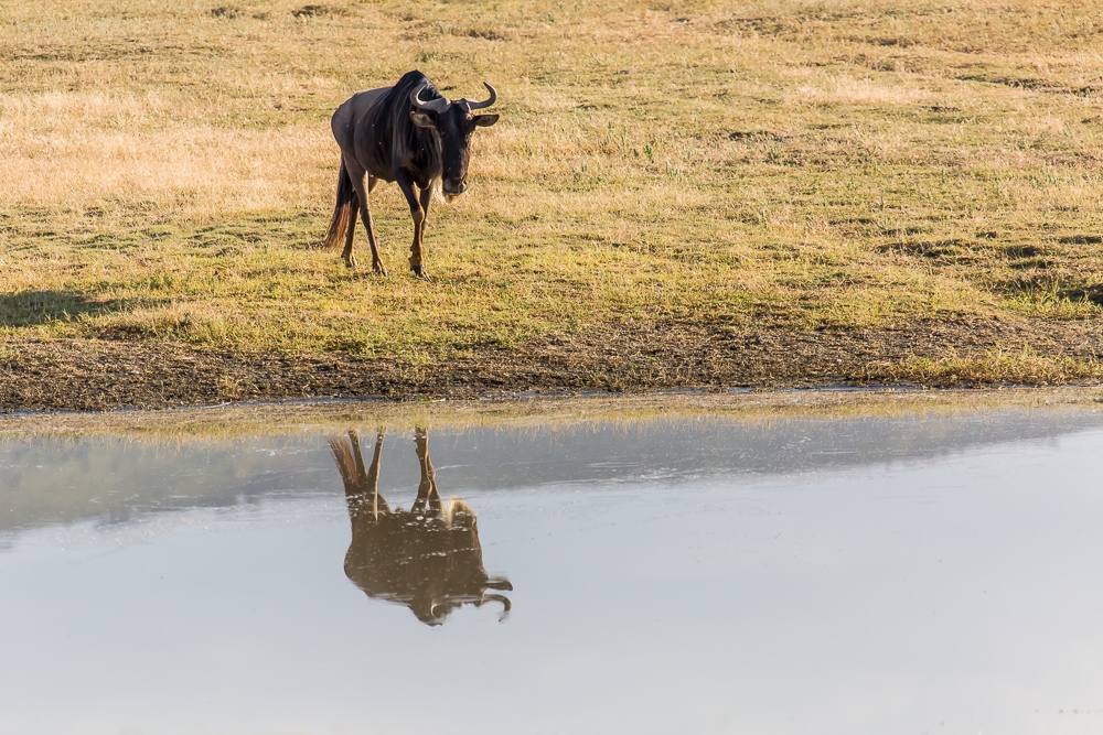 R445