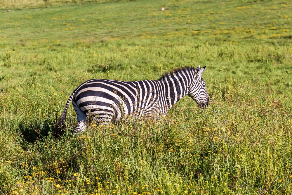 R459