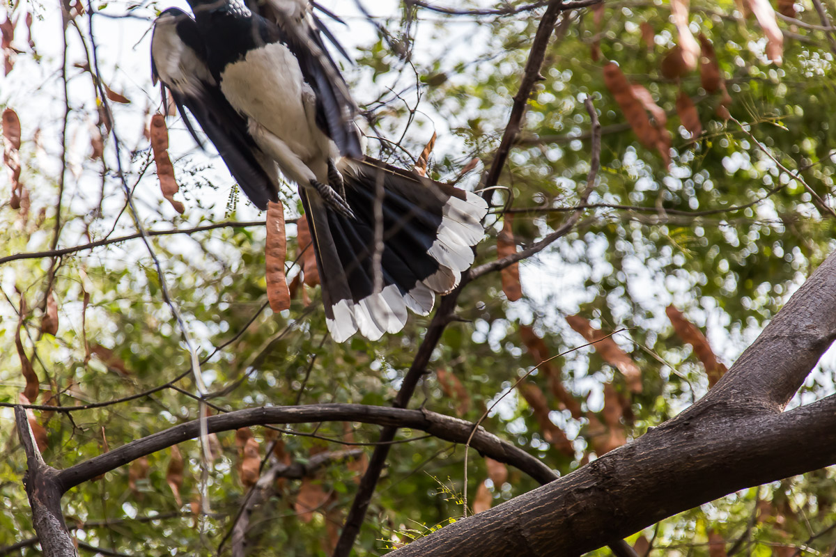 Botswana