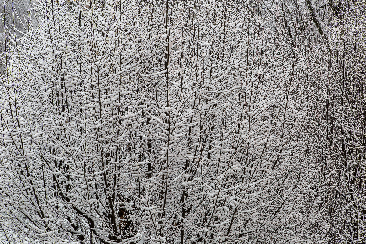 Nieve2016