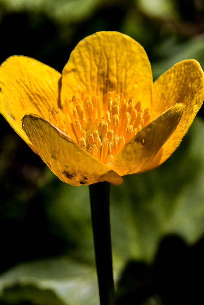 050