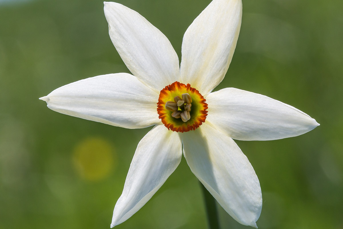 066