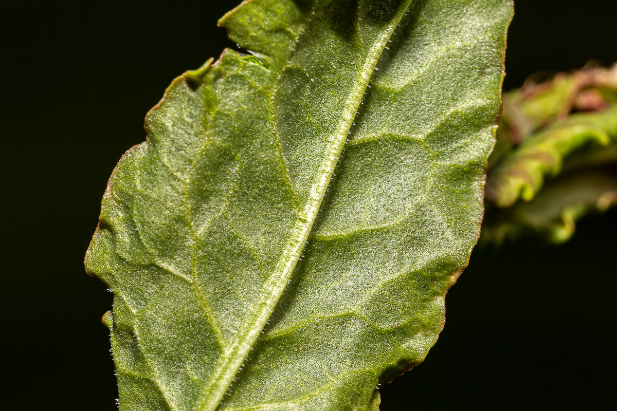 080