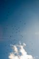 Video_MG_4241.jpg