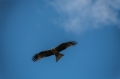 Date: Sunday, October 28, 2012 Focal length: 300.0 Shutter: 1/3200 Aperture: F/5.6 ISO: 400 