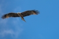 Date: Sunday, October 28, 2012 Focal length: 300.0 Shutter: 1/1250 Aperture: F/5.6 ISO: 400 