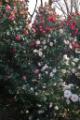 Video_MG_4063.jpg