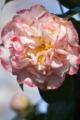 Video_MG_4112.jpg