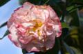 Video_MG_4117.jpg