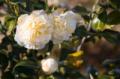 Video_MG_3992.jpg