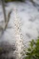 _MG_2589.jpg