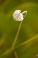 Date: Monday, April 01, 2013 Focal length: 300.0 Shutter: 1/400 Aperture: F/5.6 ISO: 320 