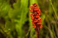 Date: Tuesday, April 02, 2013 Focal length: 300.0 Shutter: 1/800 Aperture: F/5.6 ISO: 500 