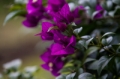 Date: Thursday, March 28, 2013 Focal length: 285.0 Shutter: 1/400 Aperture: F/6.3 ISO: 250 