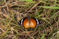 Date: Tuesday, April 02, 2013 Focal length: 210.0 Shutter: 1/200 Aperture: F/5.6 ISO: 500 
