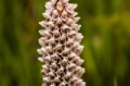 Date: Tuesday, April 02, 2013 Focal length: 300.0 Shutter: 1/1250 Aperture: F/13.0 ISO: 500 