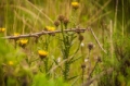 Date: Monday, April 01, 2013 Focal length: 300.0 Shutter: 1/200 Aperture: F/5.6 ISO: 250 