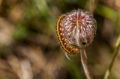Date: Tuesday, April 02, 2013 Focal length: 300.0 Shutter: 1/500 Aperture: F/10.0 ISO: 320 