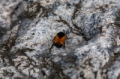 Date: Friday, March 29, 2013 Focal length: 300.0 Shutter: 1/800 Aperture: F/9.0 ISO: 125 