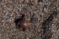 Date: Saturday, March 30, 2013 Focal length: 70.0 Shutter: 1/2000 Aperture: F/5.6 ISO: 100 