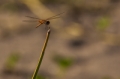 Date: Sunday, March 31, 2013 Focal length: 285.0 Shutter: 1/1000 Aperture: F/5.6 ISO: 125 